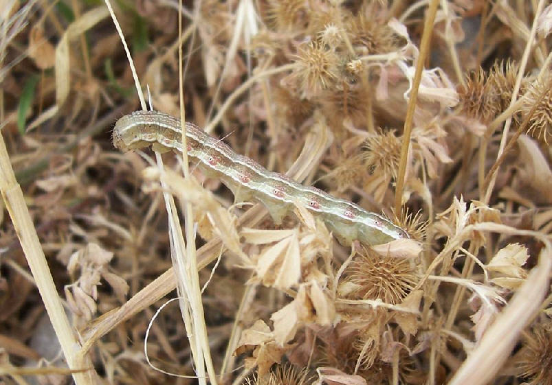 Bruco 2 - Heliothis viriplaca